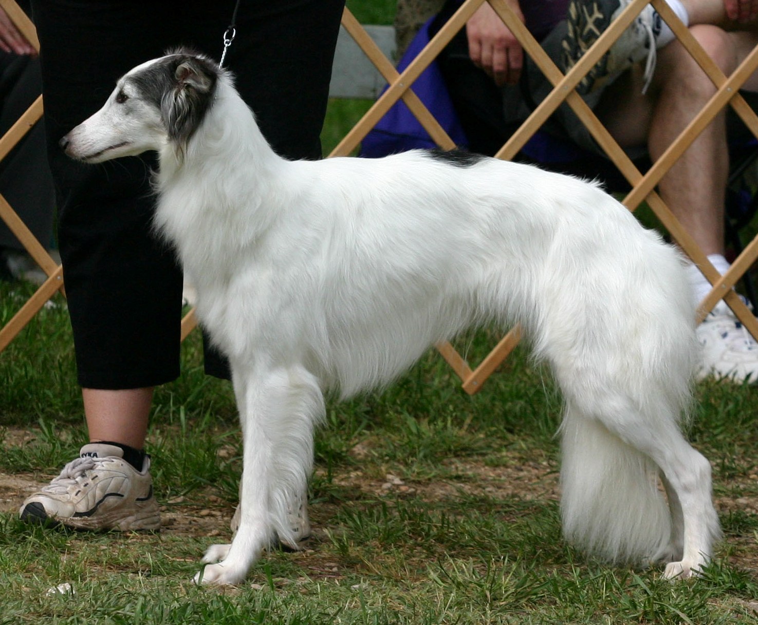 Arwen